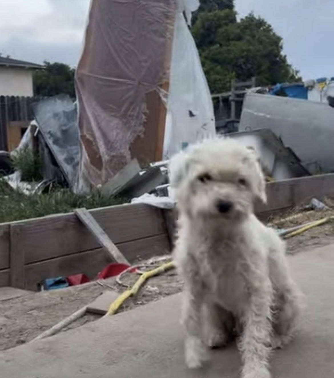 stray white dog