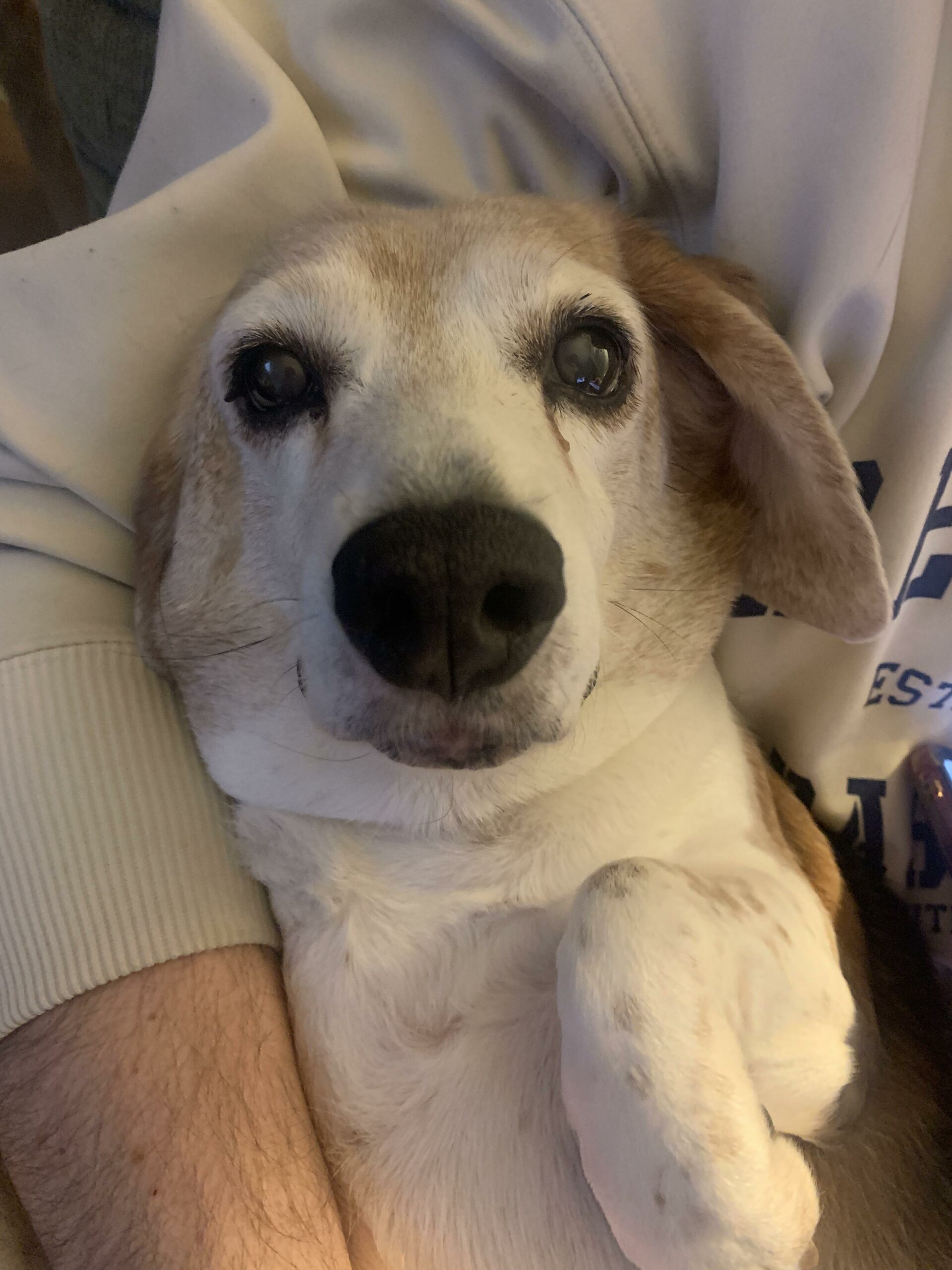 sweet adopted dog