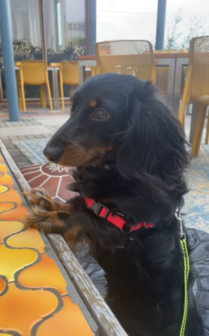 sweet black dog