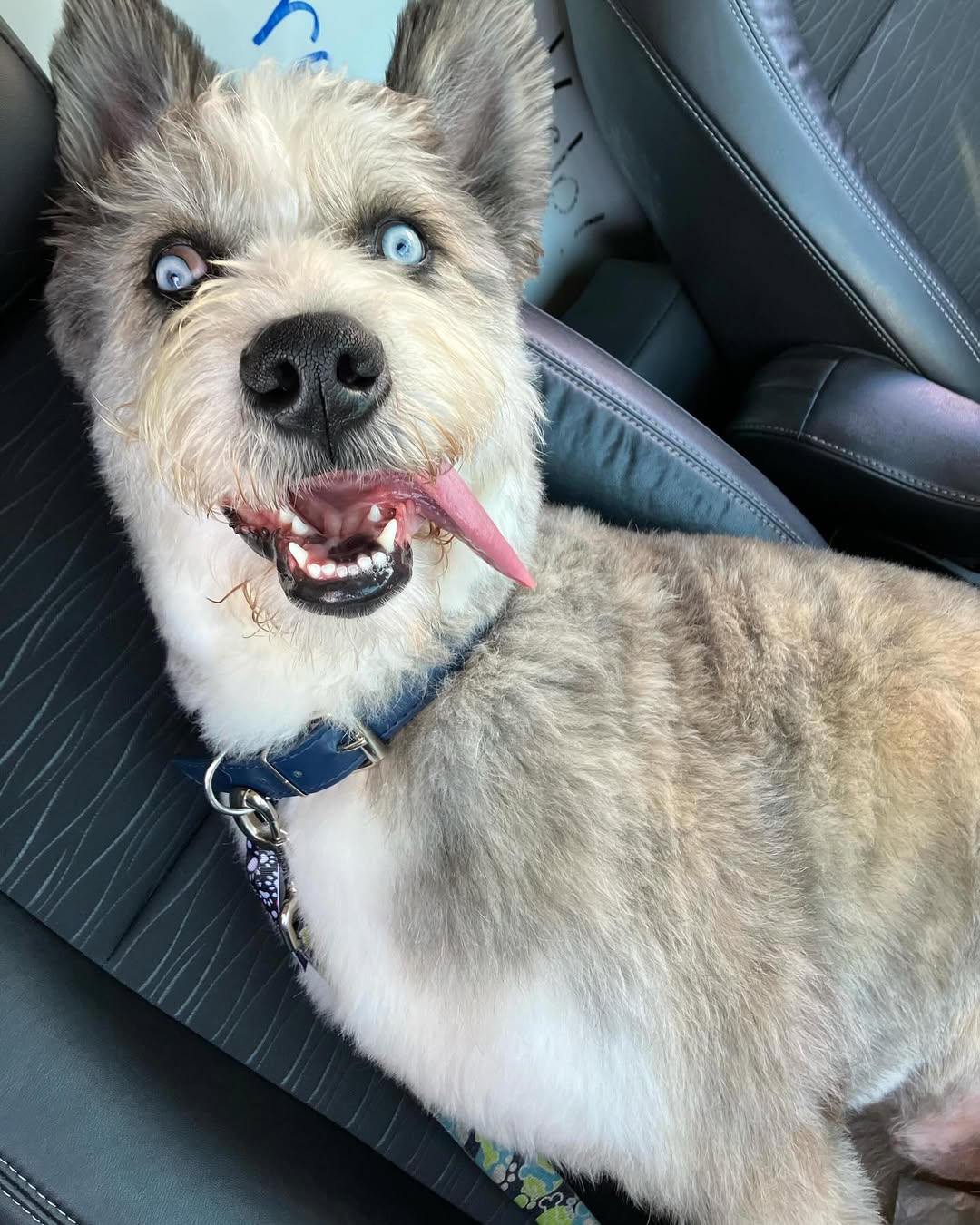 sweet blind dog