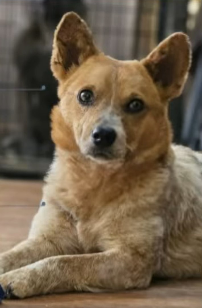 sweet brown dog laying down