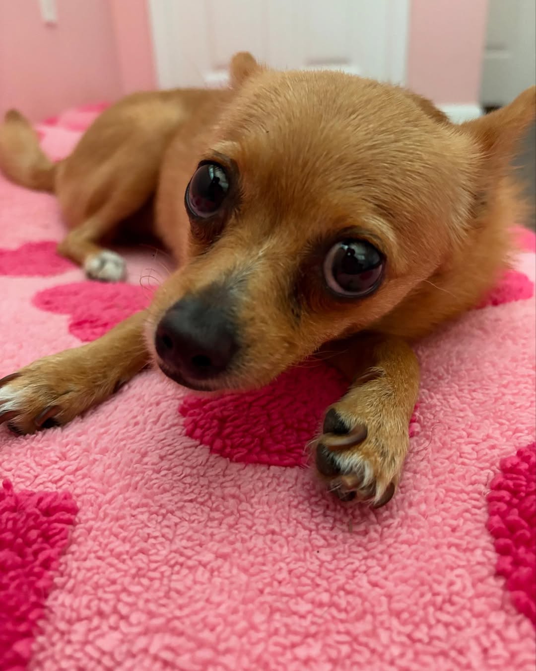 sweet chihuahua