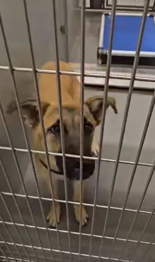sweet dog in cage
