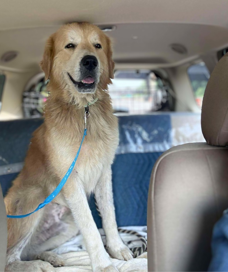 sweet dog in car