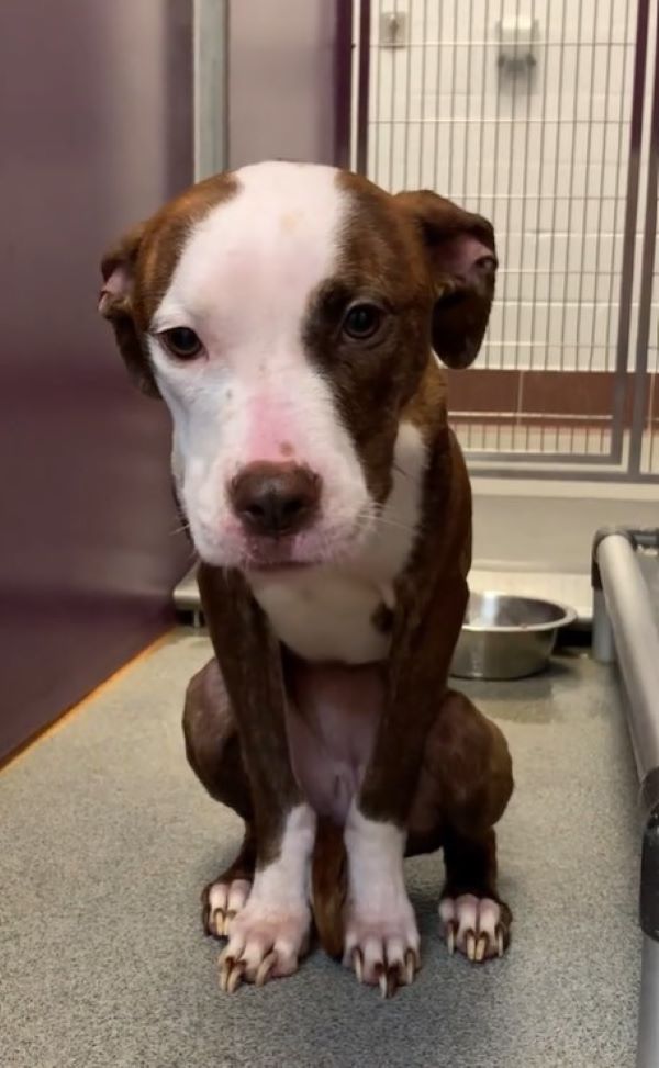 sweet dog in shelter