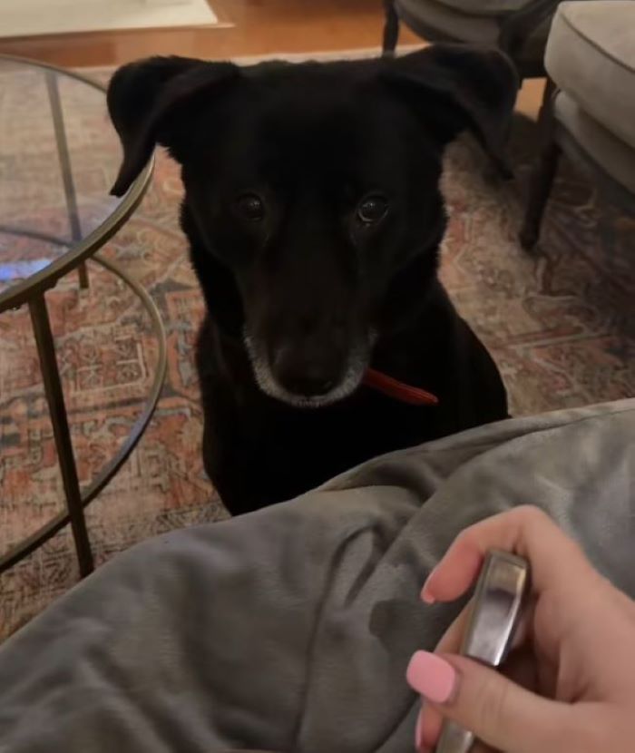 sweet dog sitting on rug