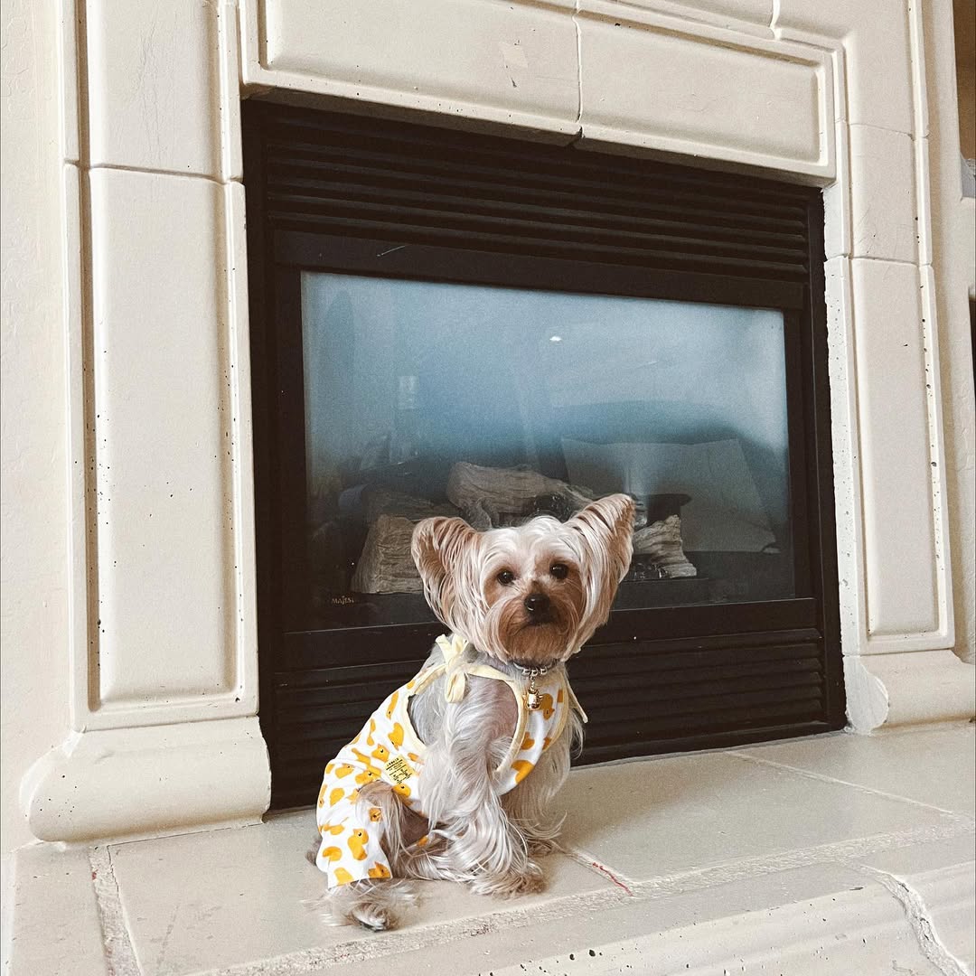 sweet dog with clothes on