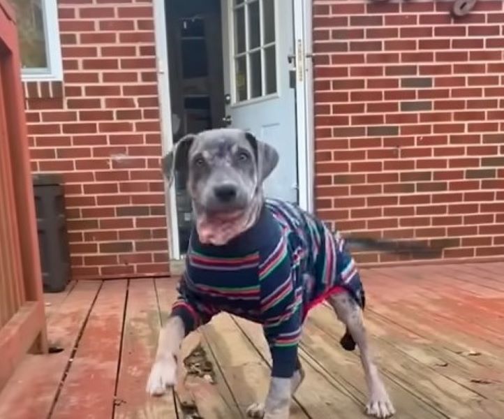 sweet dog with clothes on