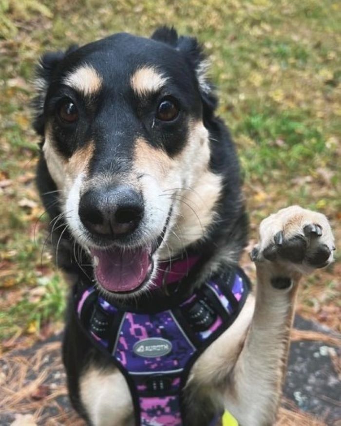 sweet dog