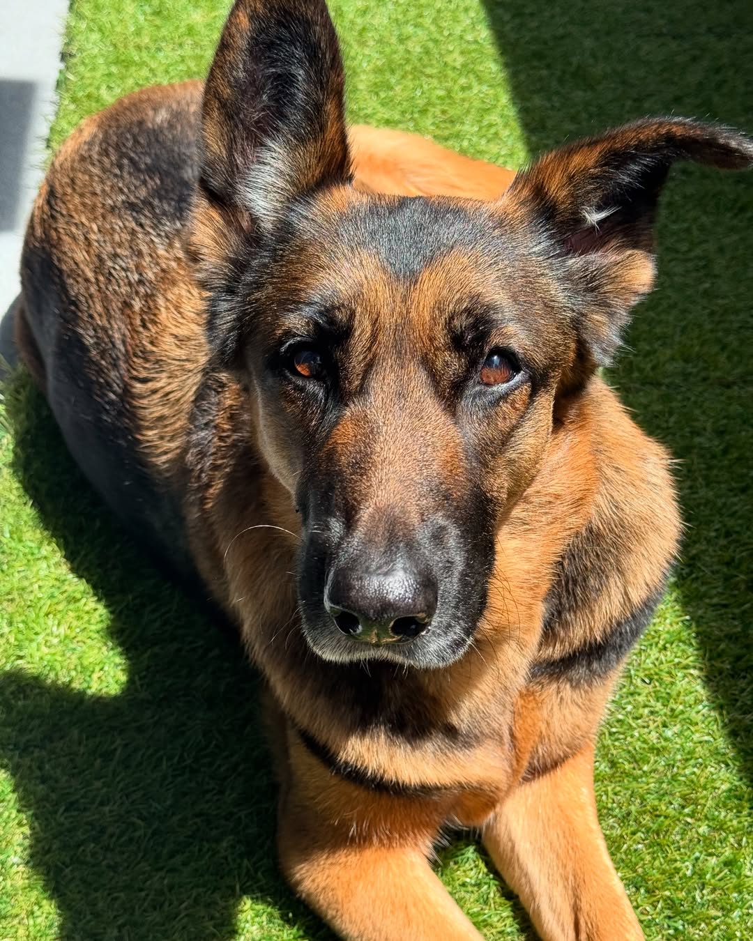 sweet german shepherd