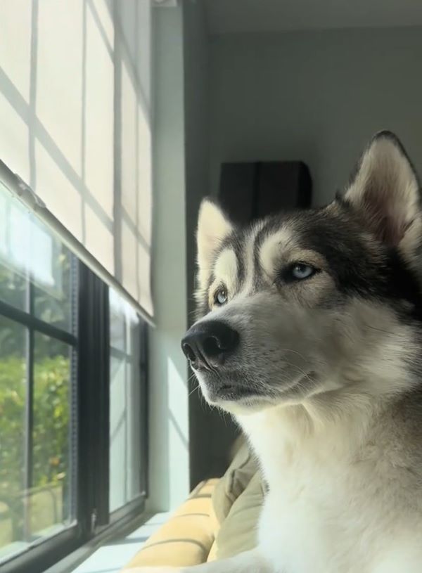 sweet husky