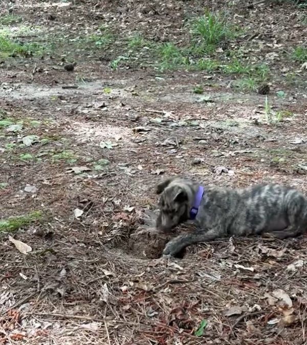 sweet puppy playing outside