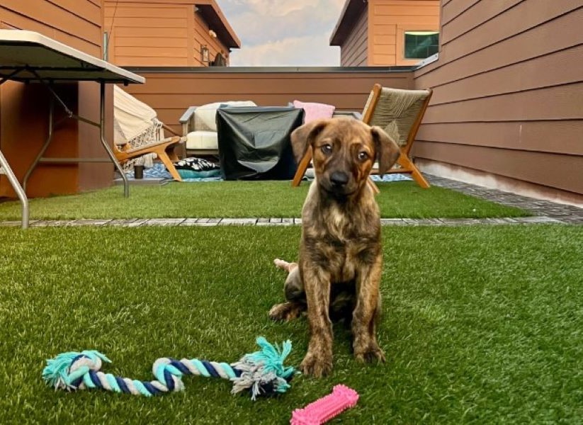 sweet puppy sitting in garden