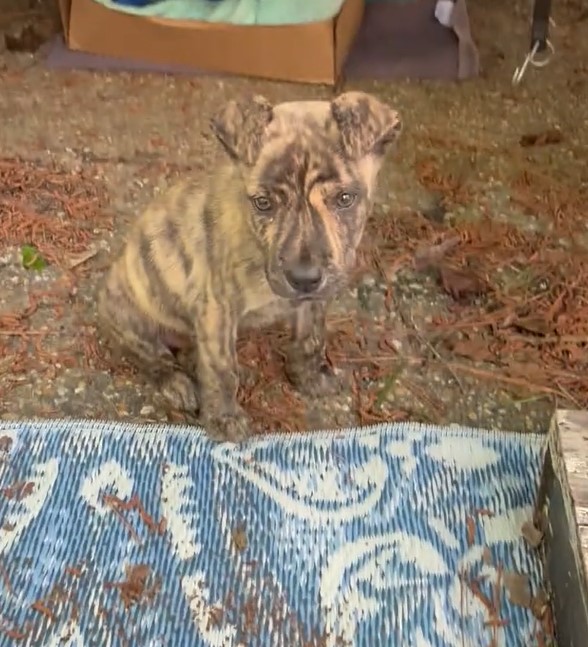 sweet puppy