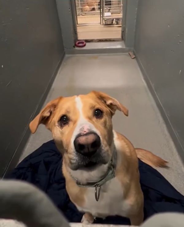 sweet shelter dog