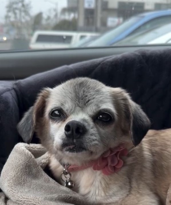 sweet tiny dog in car