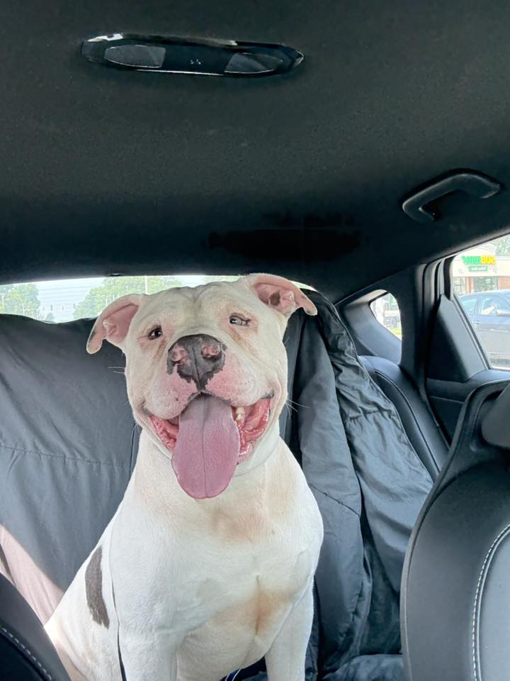 sweet white dog in car