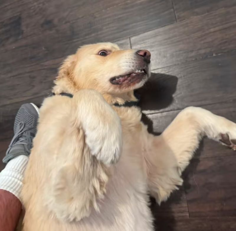 sweet white dog laying on the floor