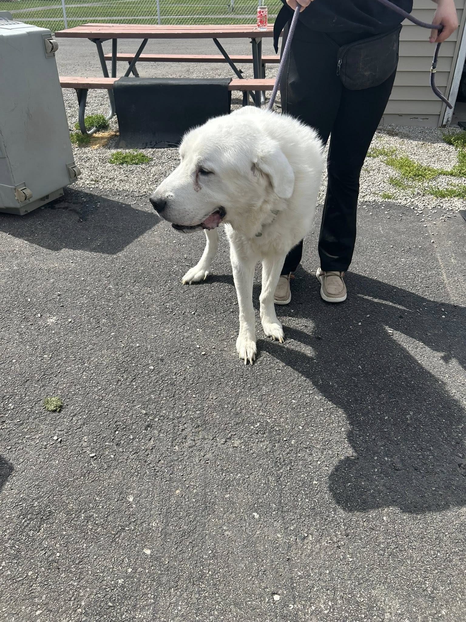 sweet white dog