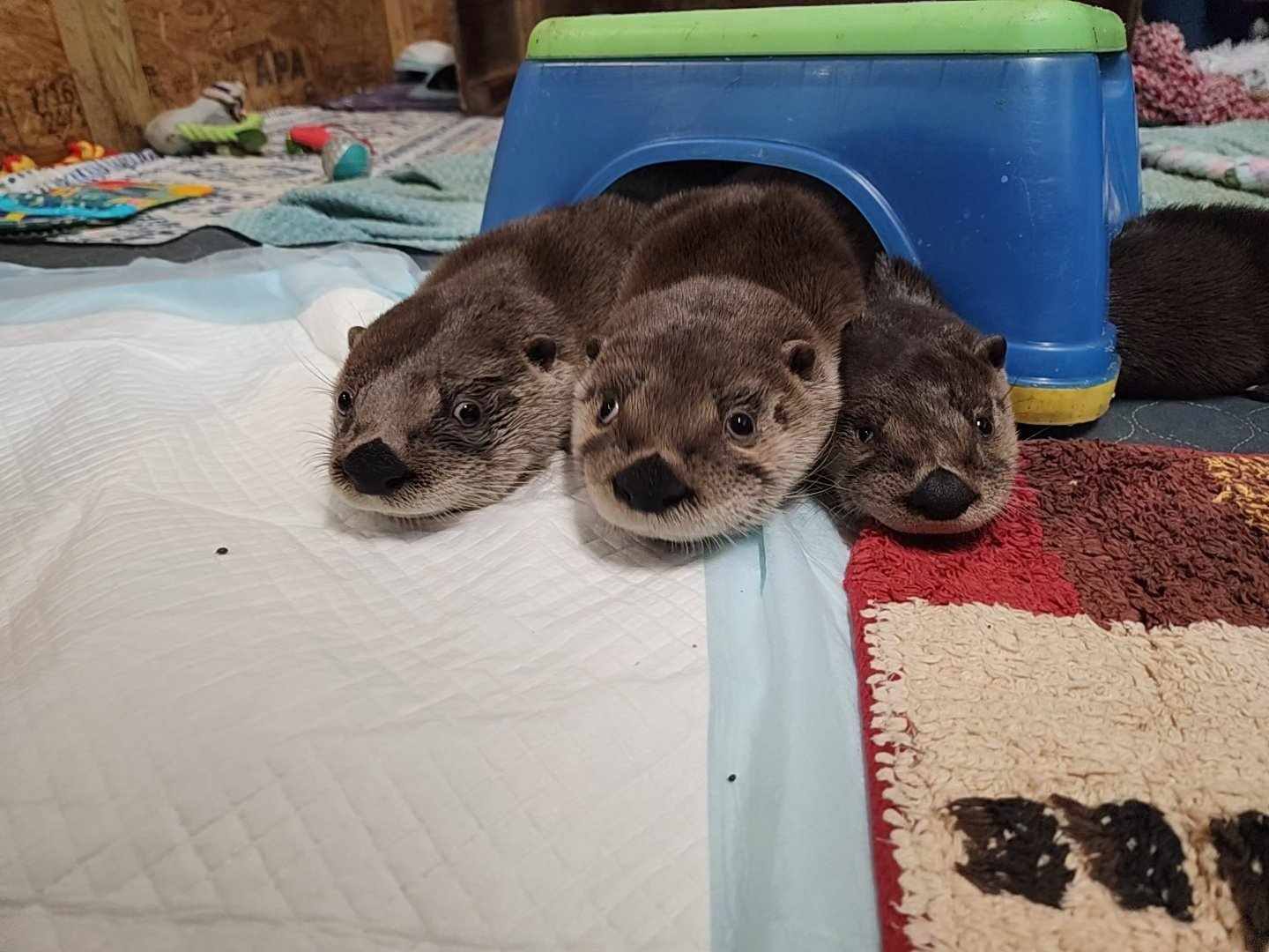 three cute otters