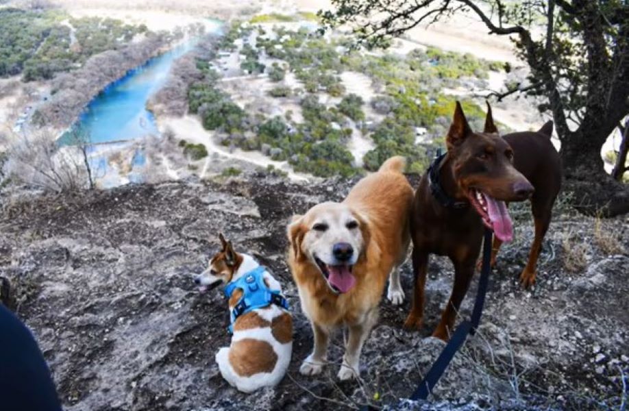 three dogs posing for picture