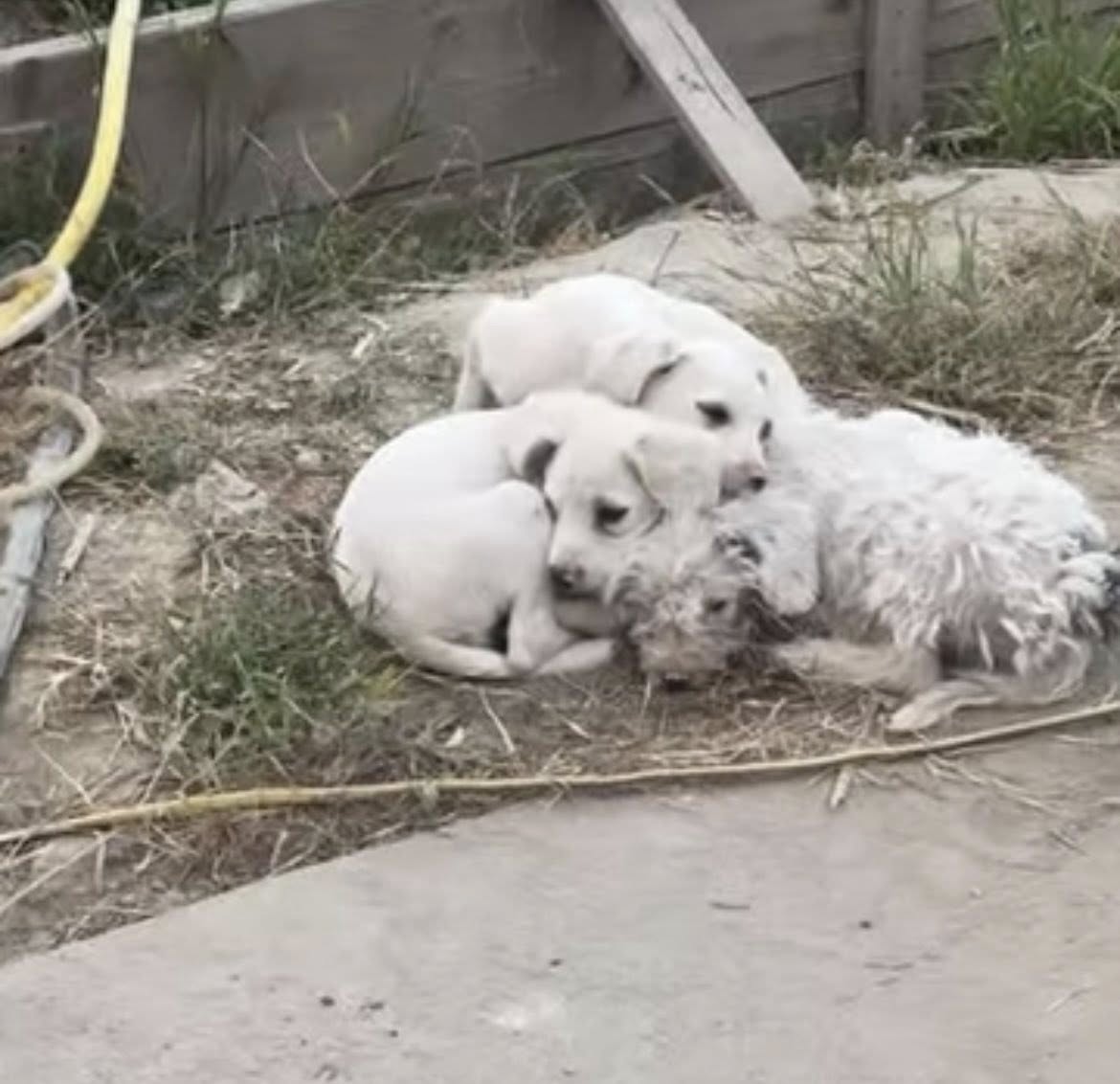 three white dogs