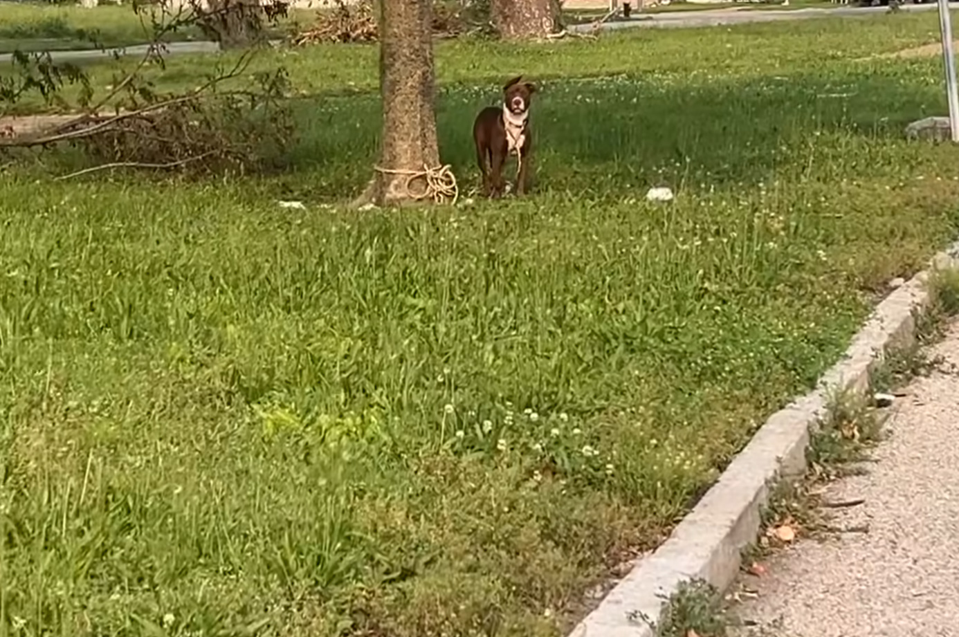tied dog to a tree
