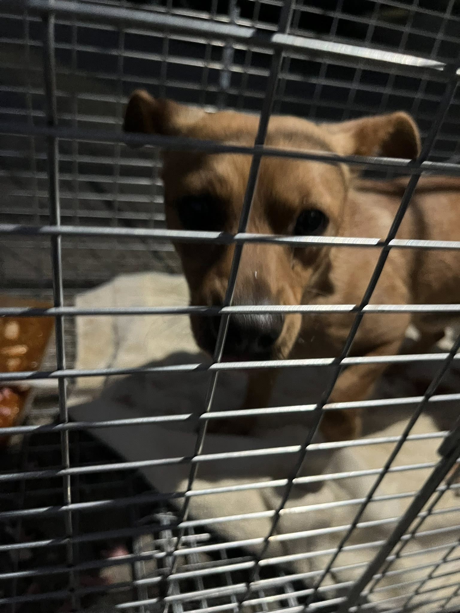 tiny dog in cage