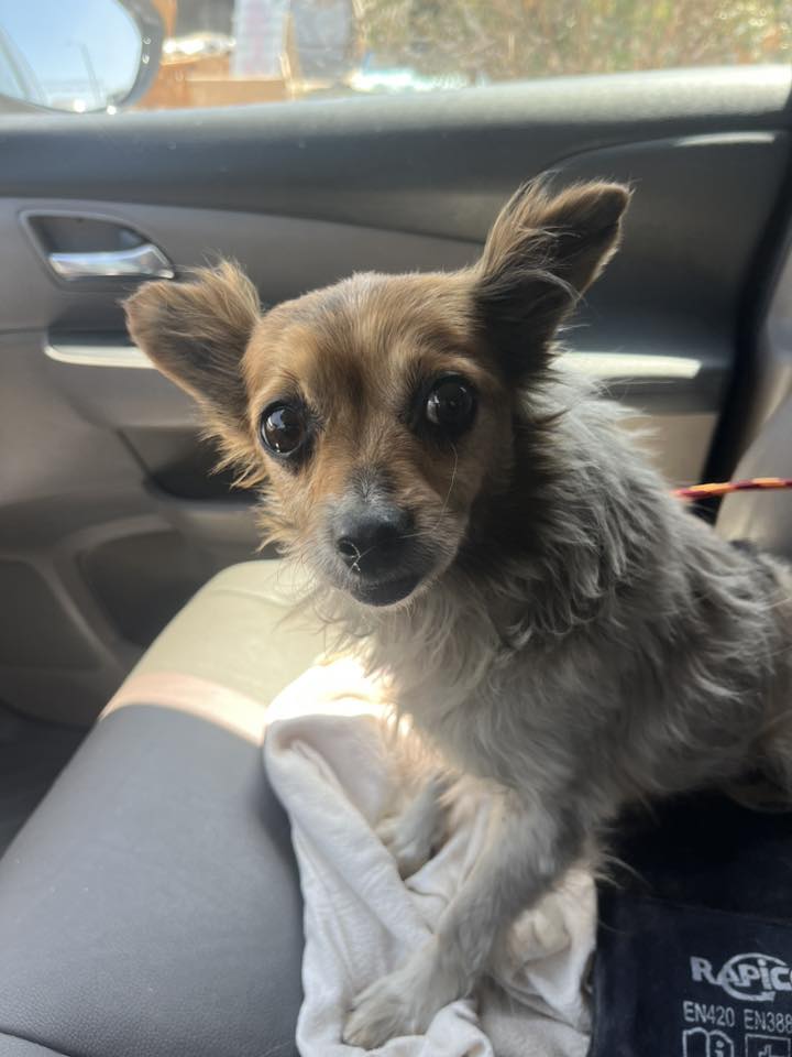 tiny dog in car