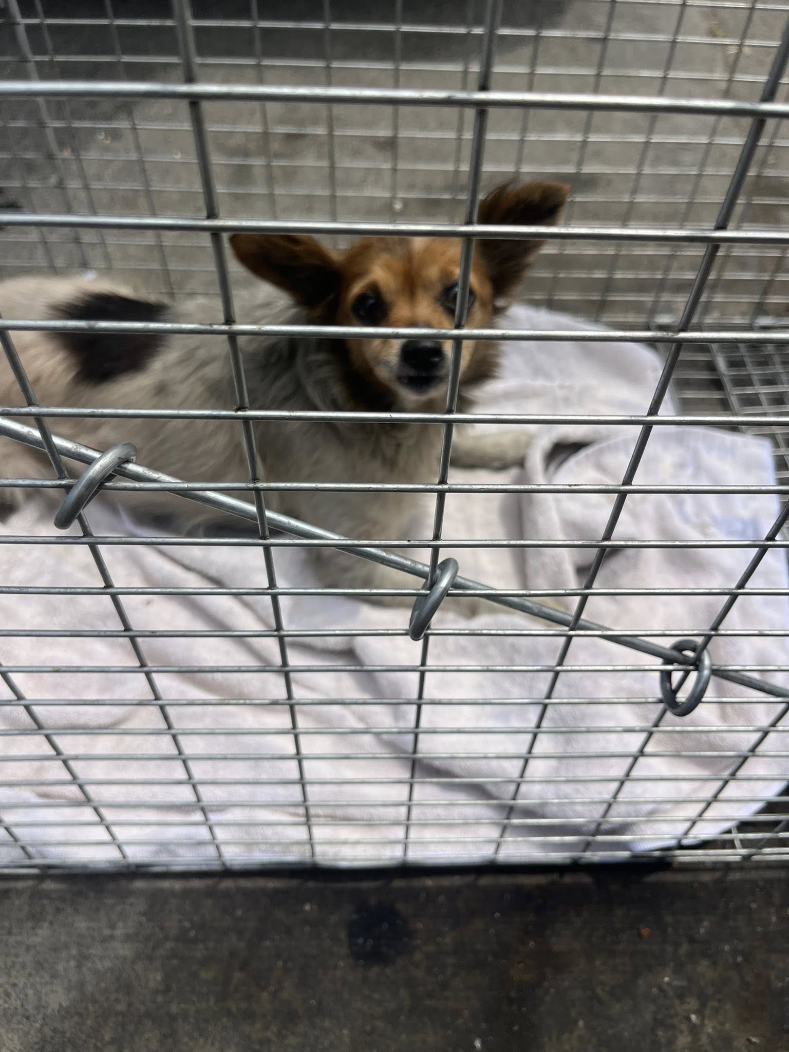 tiny dog in crate
