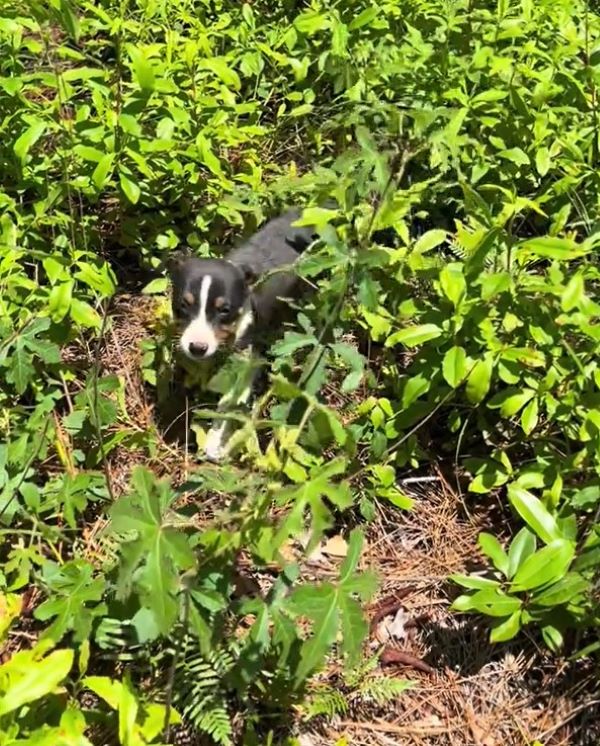 tiny dog in grass