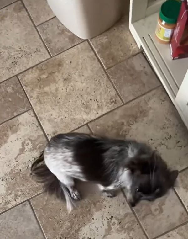 tiny dog laying down