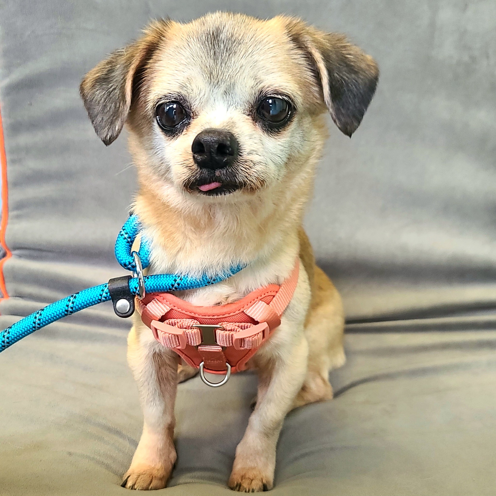 tiny dog on a leash