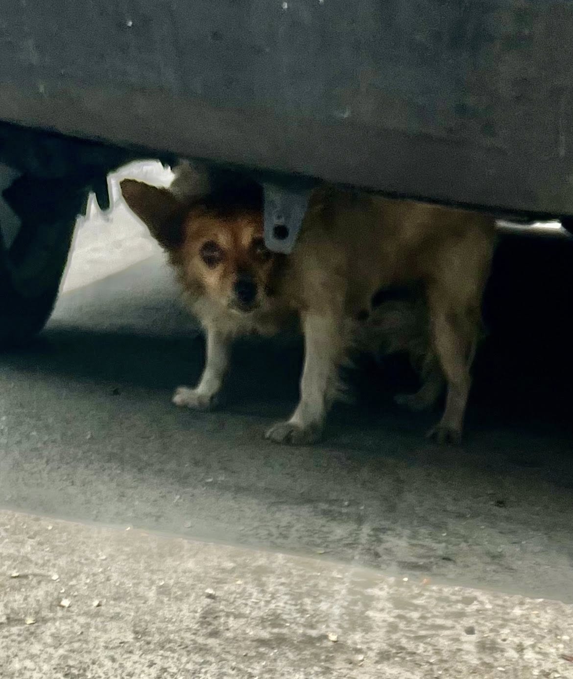 tiny dog under car