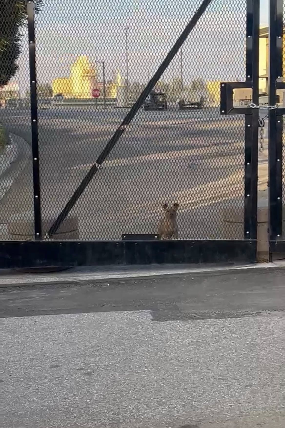 tiny dog