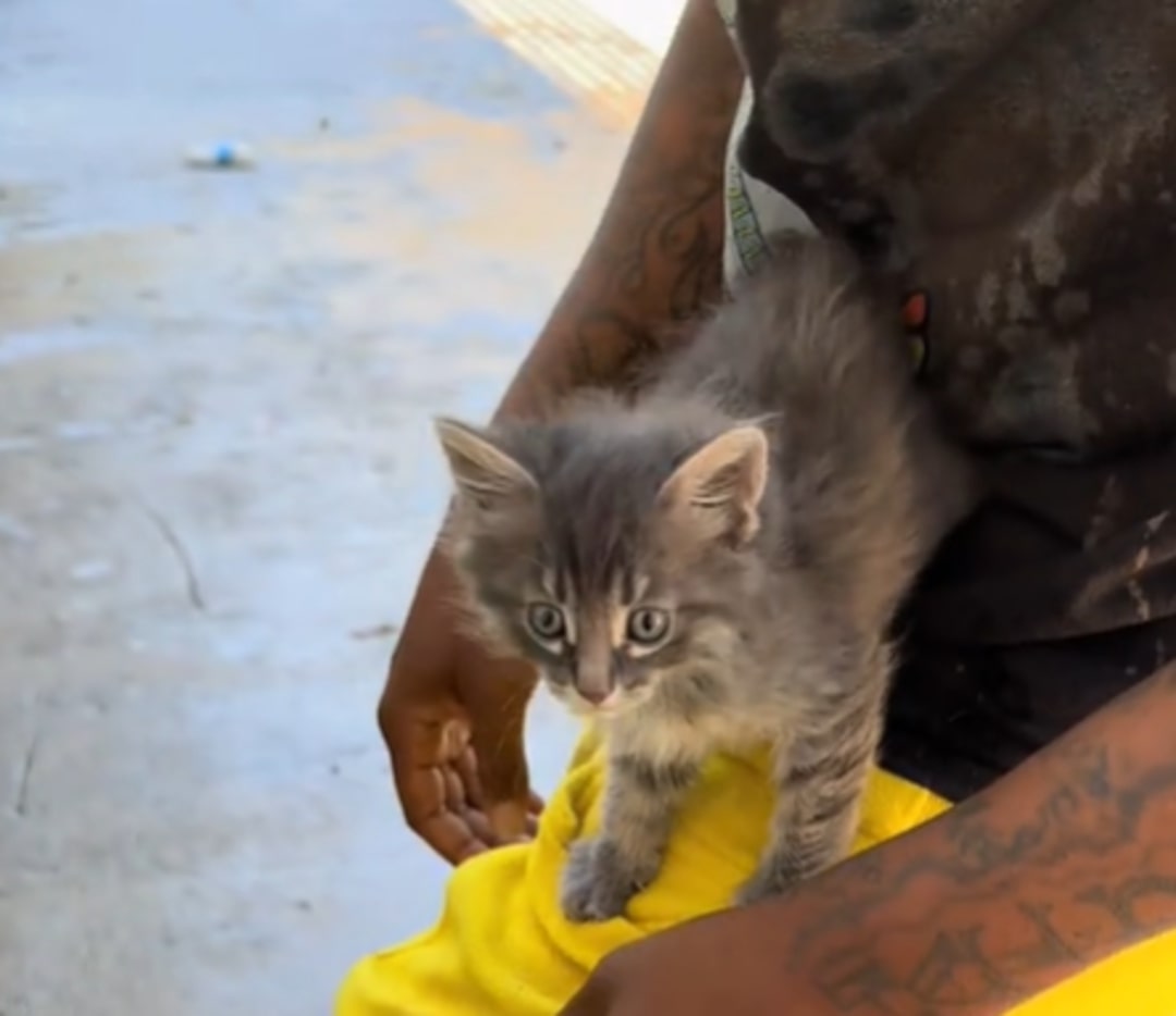 tiny gray kitten