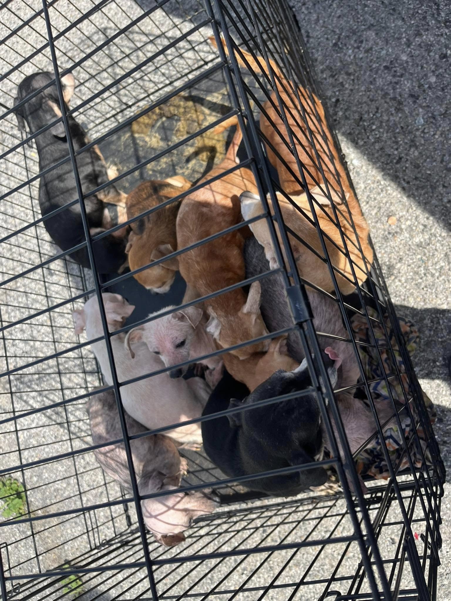 tiny puppies in crate