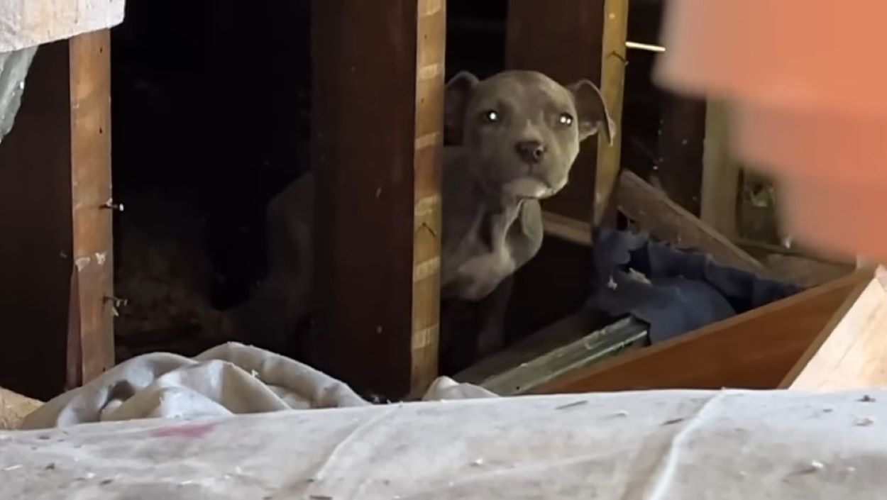 tiny stray dog