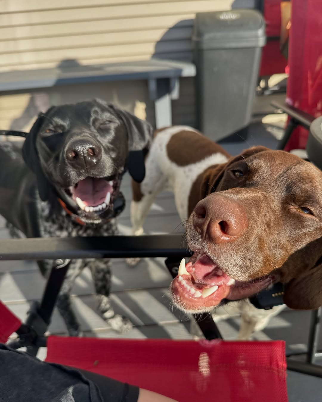 two adorable dogs