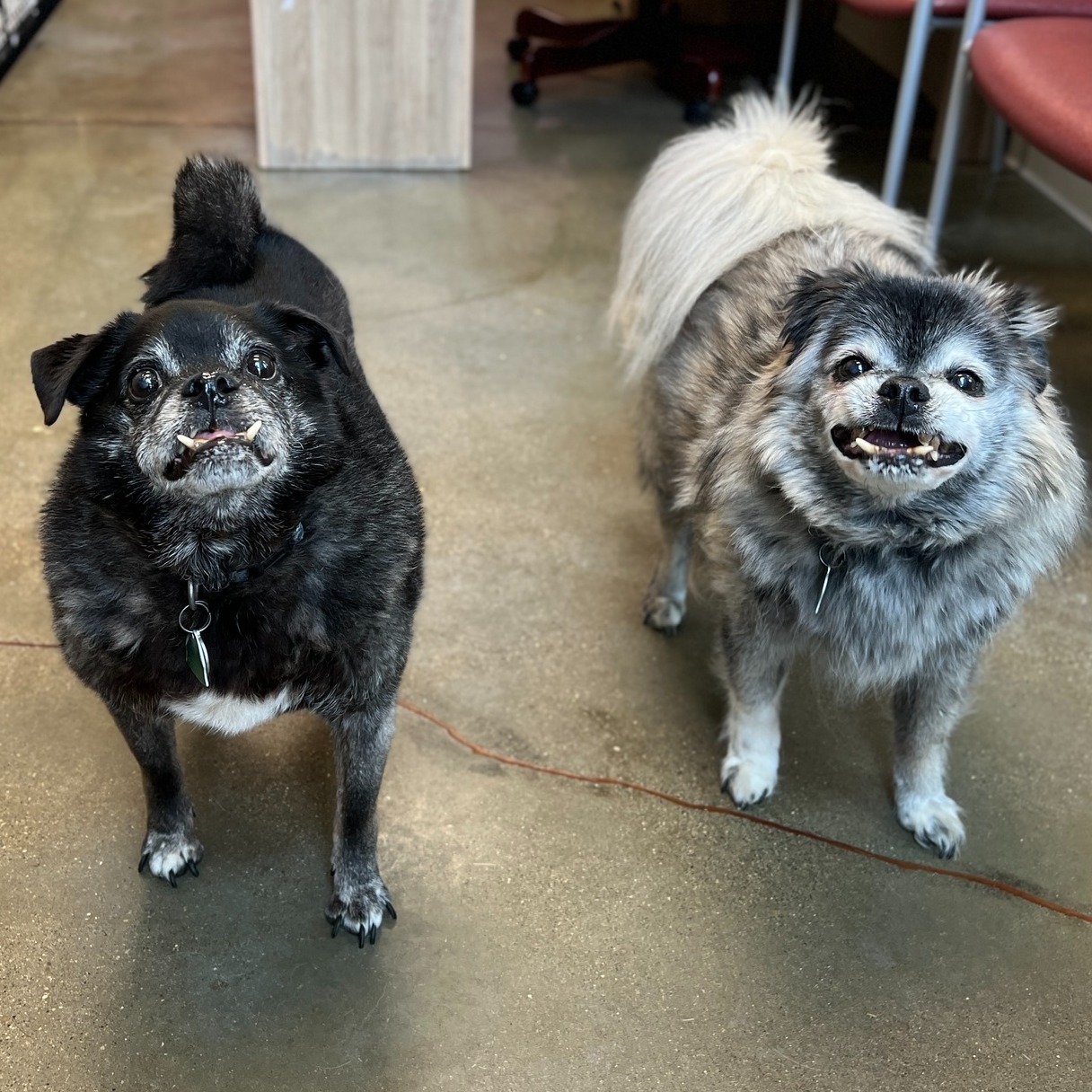 two adorable dogs
