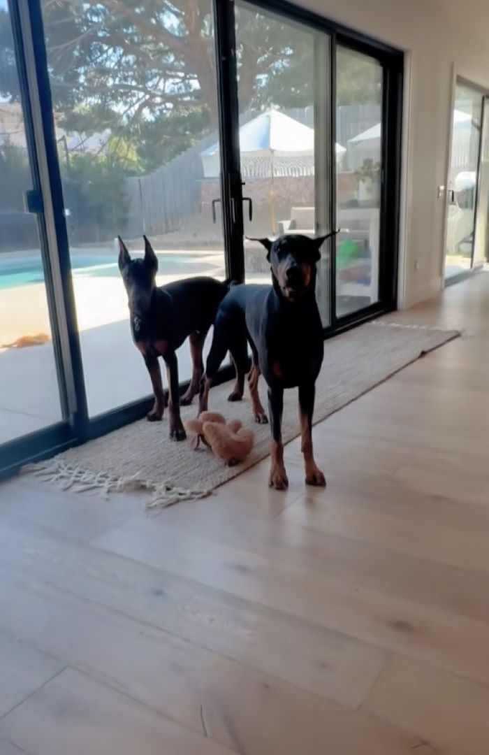 two black dogs in house