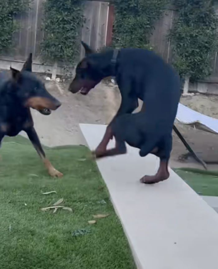 two black dogs playing together