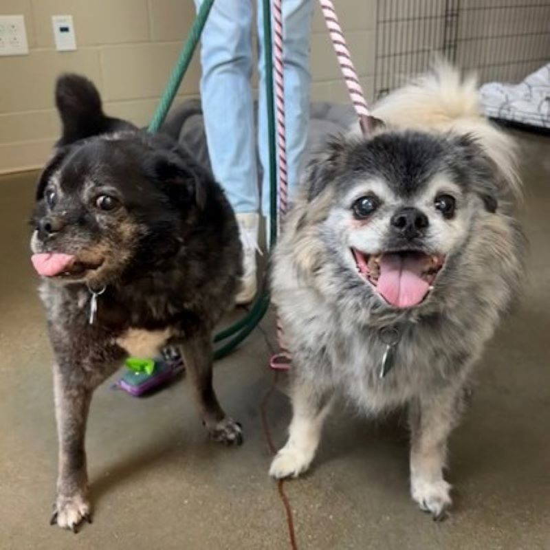 two cute dogs on leash