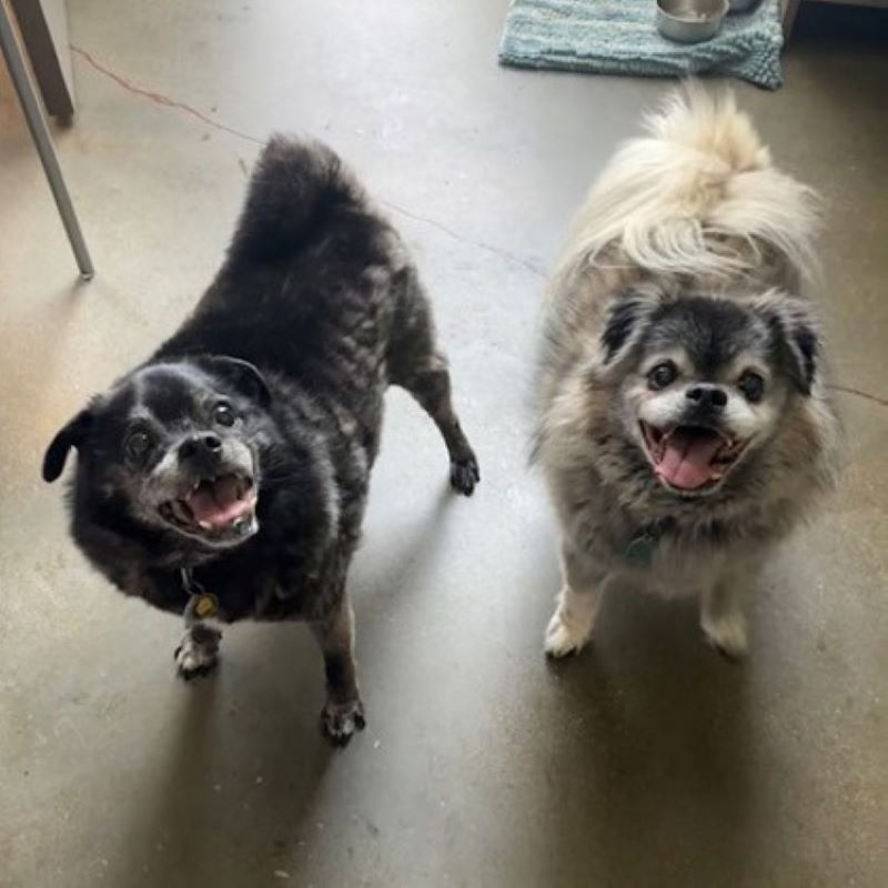 two cute dogs