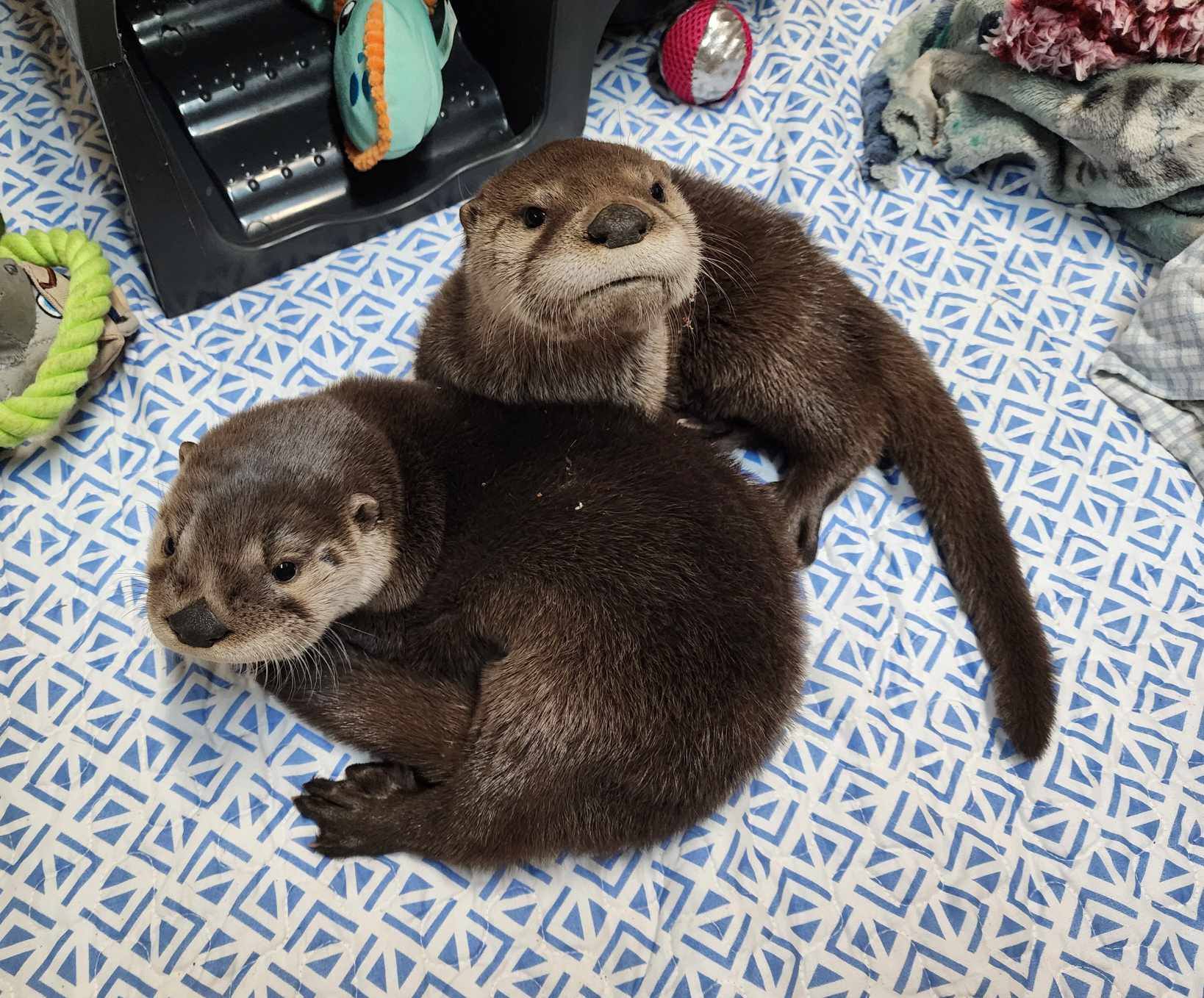 two cute otters