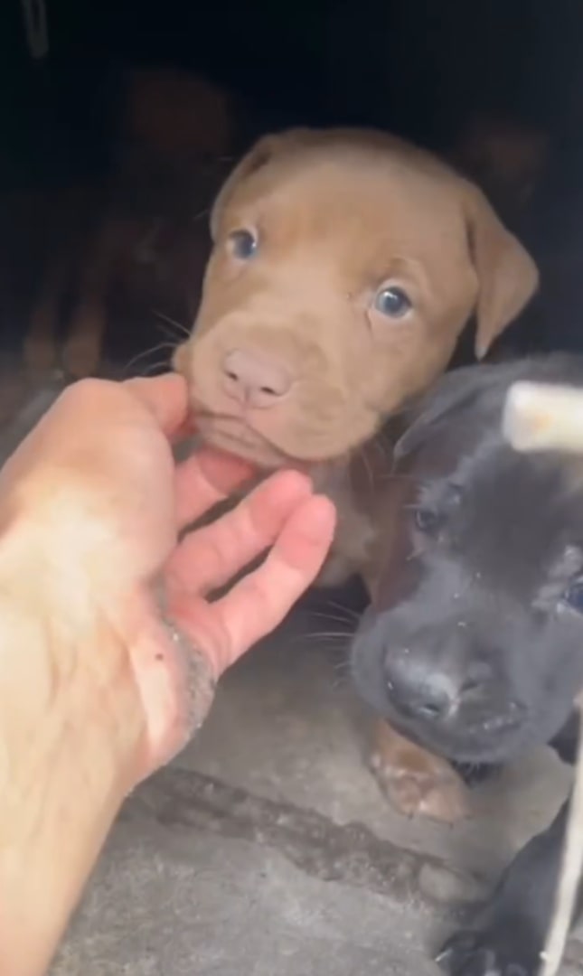 two cute puppies