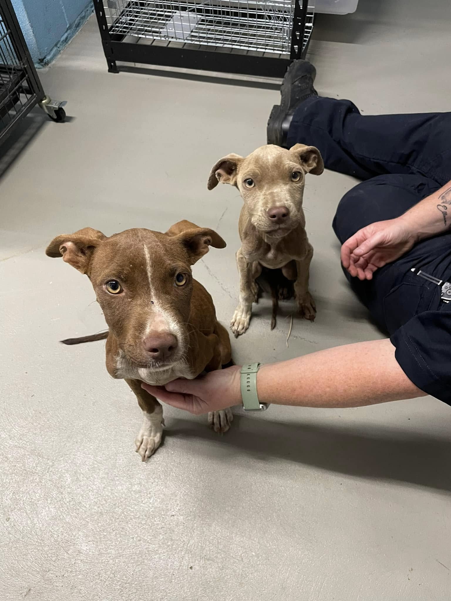 two cute puppies