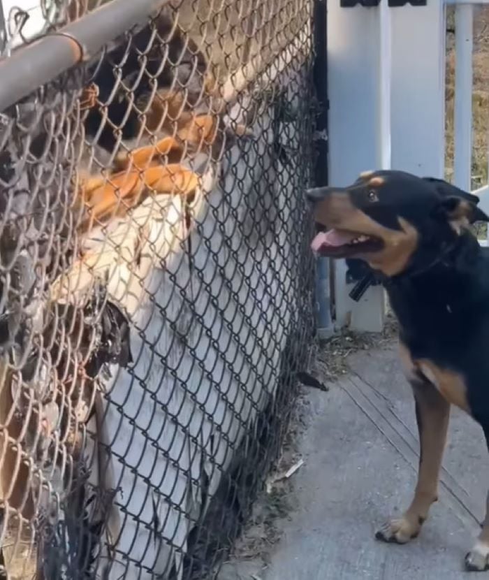 two dogs and fence