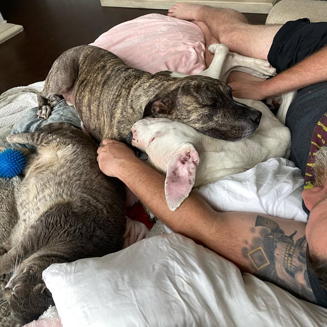 two dogs and owner laying down