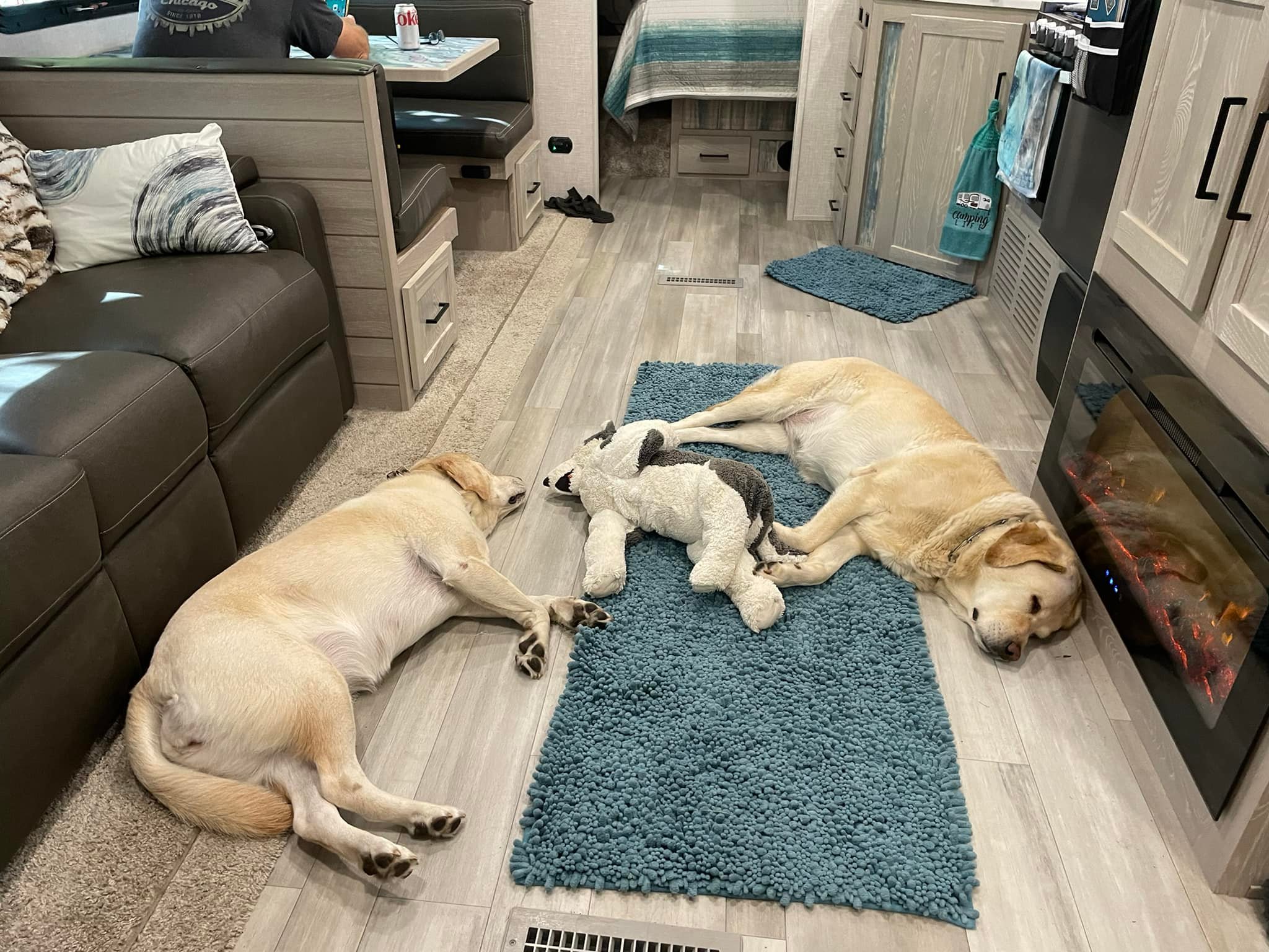 two dogs and toy